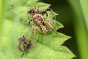 paring graskrabspin (xysticus erraticus) 5-2023 8167